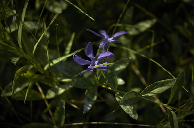 Close-up of purple flowering plant