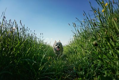 Dog looking away on field