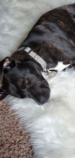 High angle view of dog resting