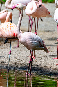 Flamingo strides through his territory