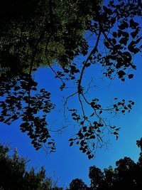 Low angle view of tree against clear blue sky