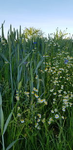 Plants growing on field against sky