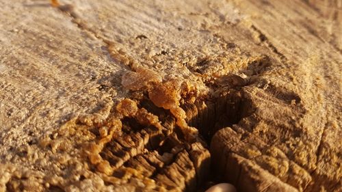 Macro shot of crab on wood