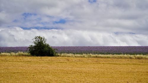 Scenic view of colorful fields against sky