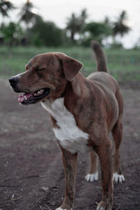 View of a dog looking away