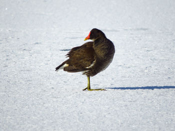 Moorhen on snow covered land