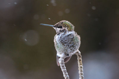 Close-up of hummingbird