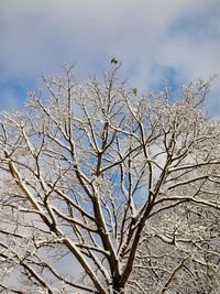 Low angle view of bare tree against sky