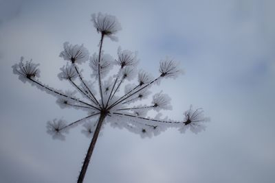 Low angle view of flowering plant against sky during winter