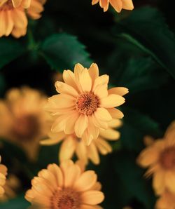 Close-up of yellow flowering plant