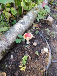 High angle view of mushroom growing on field