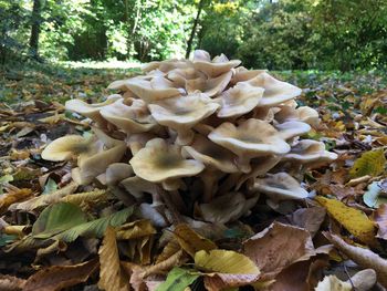 Close-up of mushrooms growing in forest