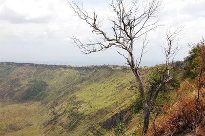 Trees on landscape against sky