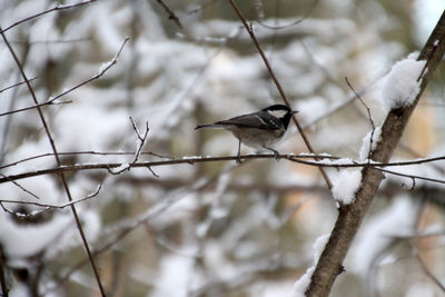 Close-up of bird perching on tree during winter