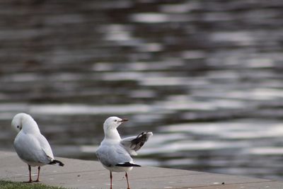 Close-up of seagulls perching on lake