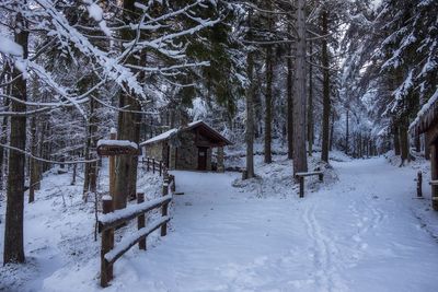 Snow covered field by trees in forest