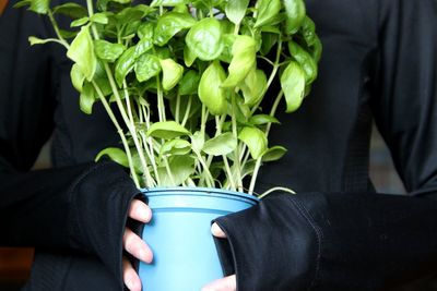 Midsection of woman holding basil 