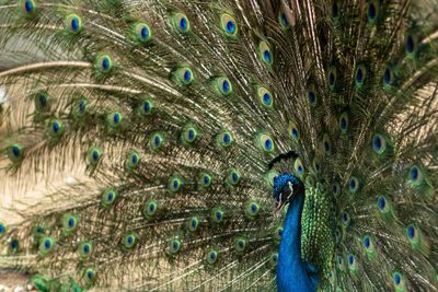 Close-up of peacock