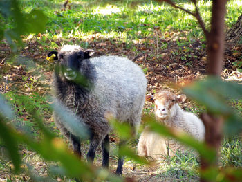 Sheep in a field