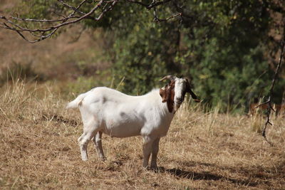 Horse standing in a field