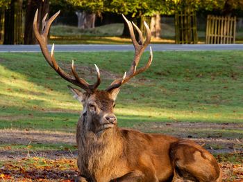 Portrait of deer on field