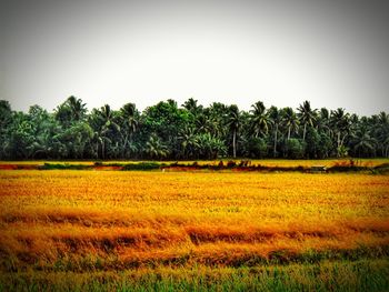 Scenic view of rural landscape