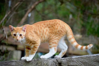 Cat on a tree