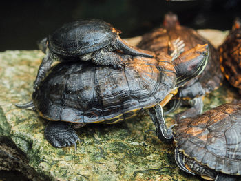 Close-up of tortoise