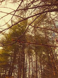 Low angle view of bamboo trees in forest