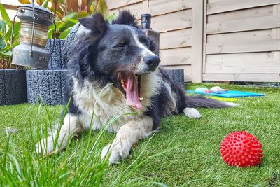 Dog sitting in field