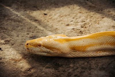 Close-up of a lizard on a zoo