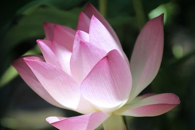 Close-up of pink water lily