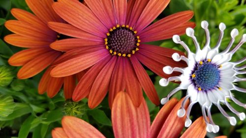 Close-up of orange daisy flowers