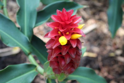 Close-up of pink flowers blooming outdoors