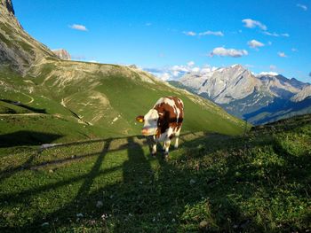 View of a horse on mountain landscape