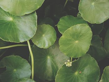 High angle view of green leaves on plant