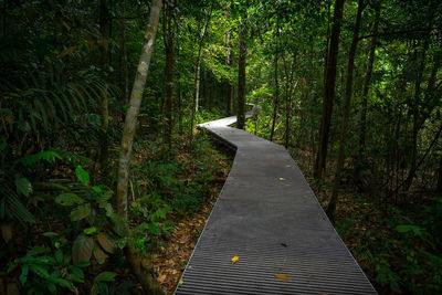 Boardwalk amidst trees in forest