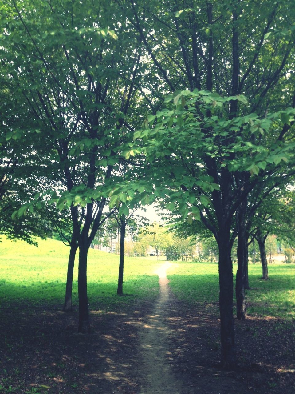 tree, tranquility, green color, grass, growth, tranquil scene, the way forward, tree trunk, nature, beauty in nature, park - man made space, footpath, branch, scenics, landscape, treelined, field, shadow, sunlight, day