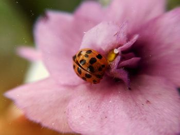 Close-up of insect on pink flower