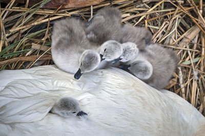 High angle view of swan resting