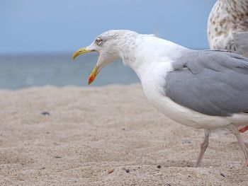 Close-up of angry seagull at beach