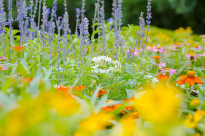 Close-up of purple flowering plants on field