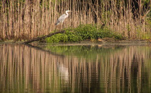 View of bird in lake