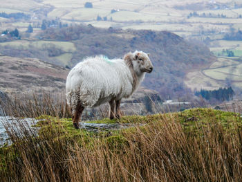 Sheep standing on field against mountain