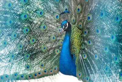 peacock