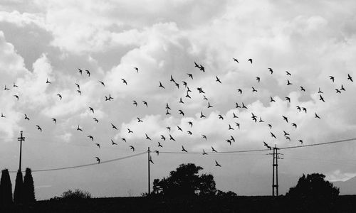 Low angle view of birds flying in sky