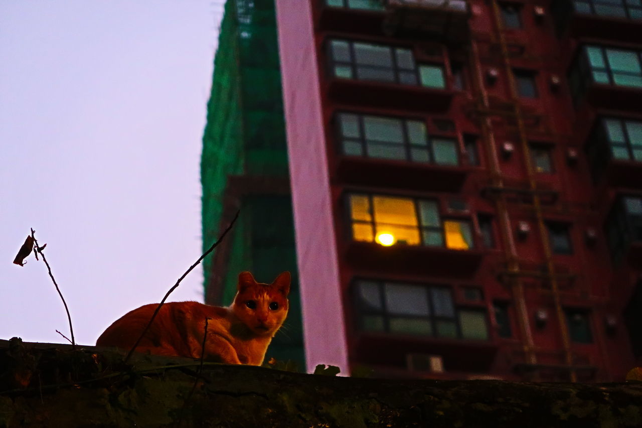 DOG SITTING OUTSIDE A BUILDING