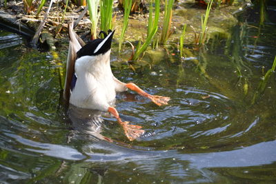 High angle view of duck foraging at lake