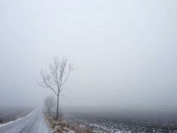 Road passing through forest