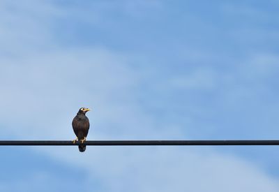 Low angle view of bird perching against sky